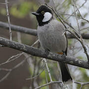 White-eared Bulbul