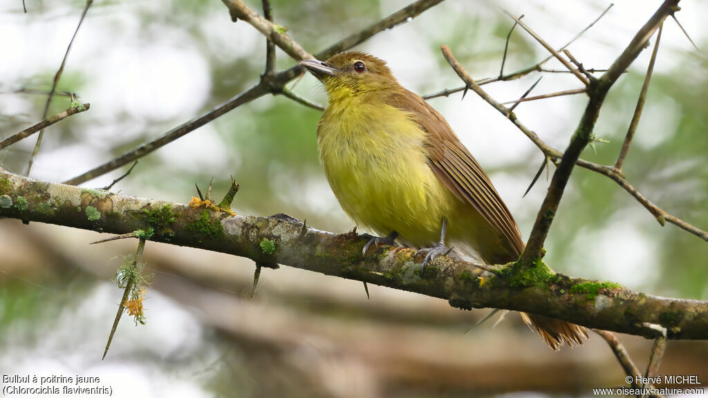 Bulbul à poitrine jaune