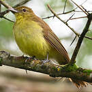 Bulbul à poitrine jaune