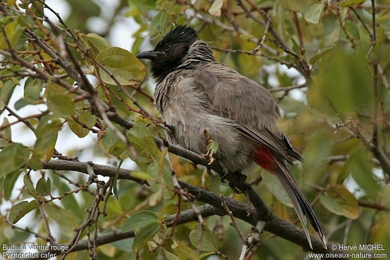 Bulbul à ventre rougeadulte, identification