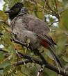 Bulbul à ventre rouge