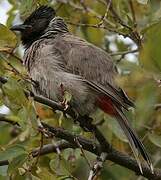 Red-vented Bulbul