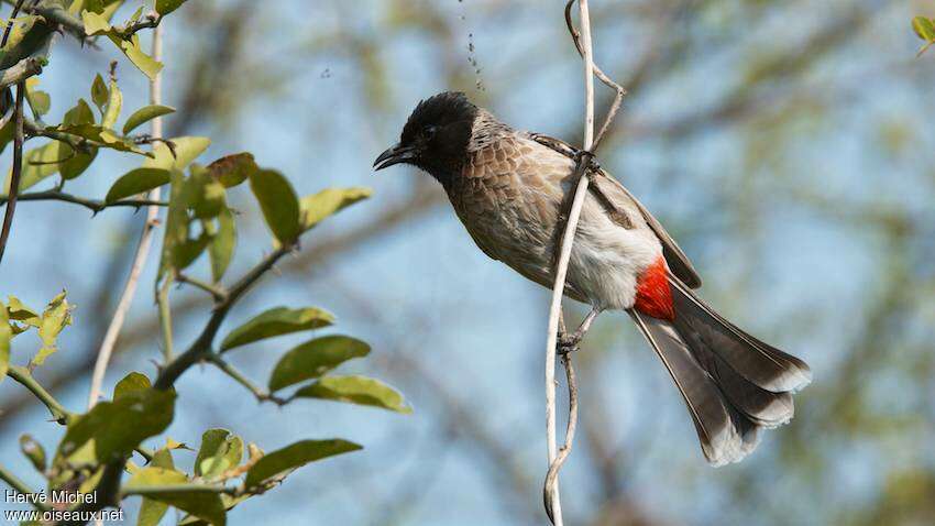 Red-vented Bulbul, identification