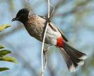 Bulbul à ventre rouge