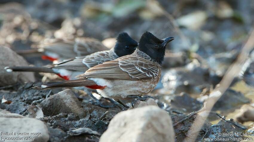 Red-vented Bulbul