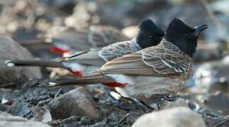 Red-vented Bulbul