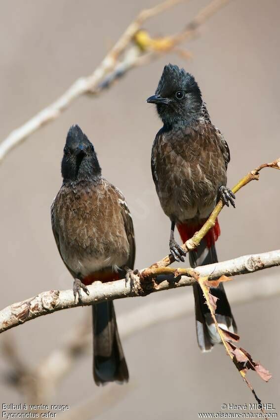 Red-vented Bulbul