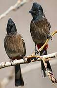 Bulbul à ventre rouge