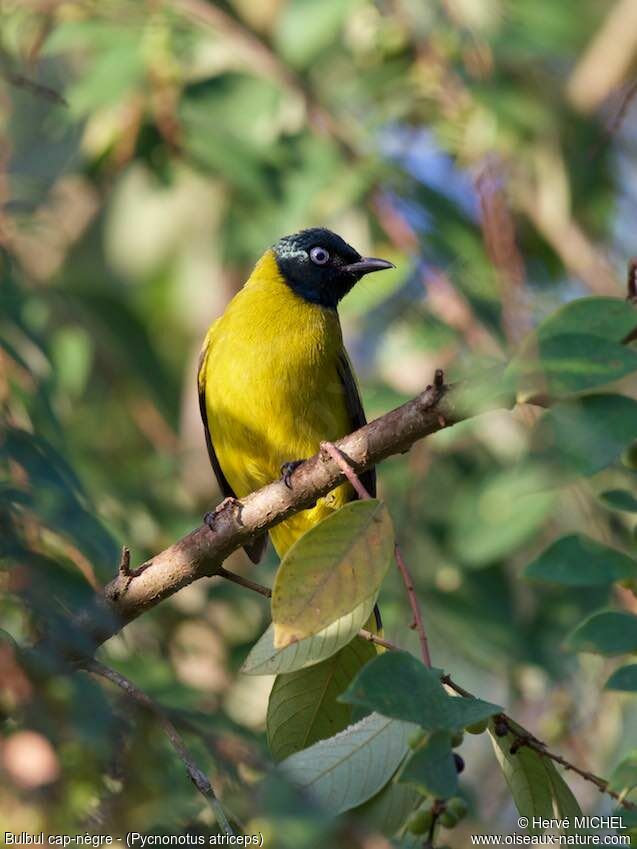 Black-headed Bulbuladult