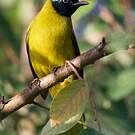 Bulbul cap-nègre
