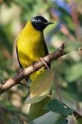 Black-headed Bulbul