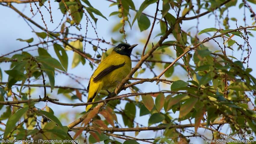 Black-headed Bulbuladult