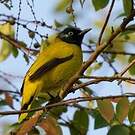 Bulbul cap-nègre