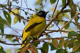 Black-headed Bulbul