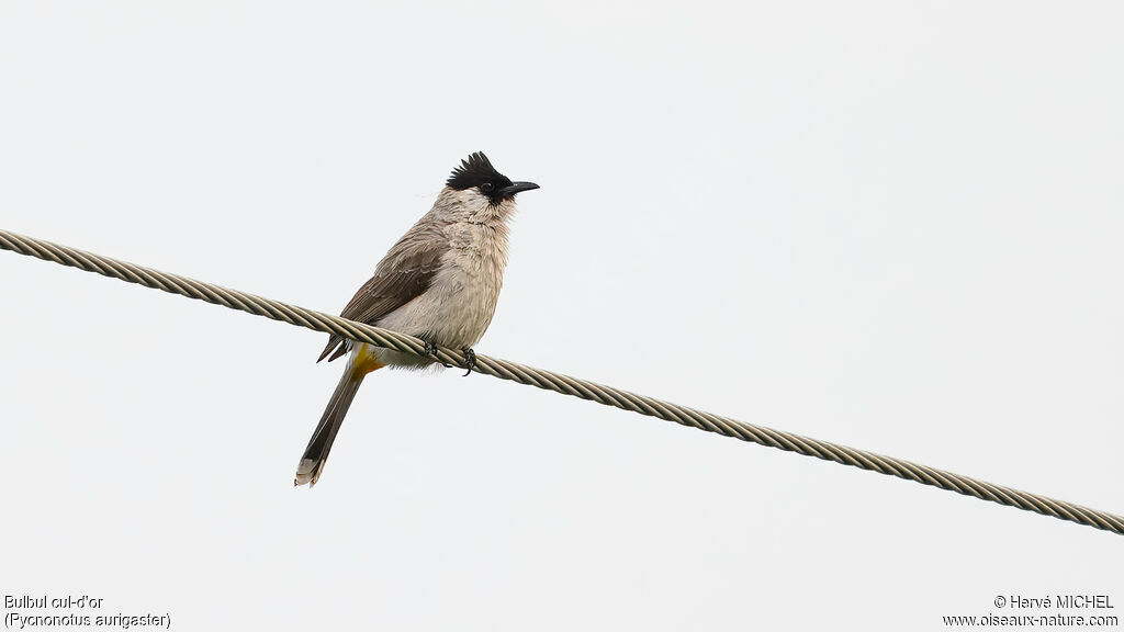 Sooty-headed Bulbul
