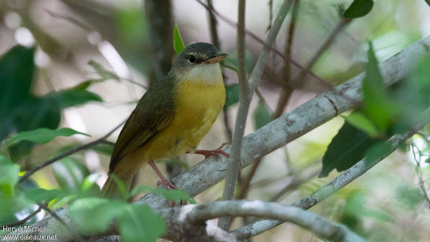 Bulbul d'Appert mâle adulte