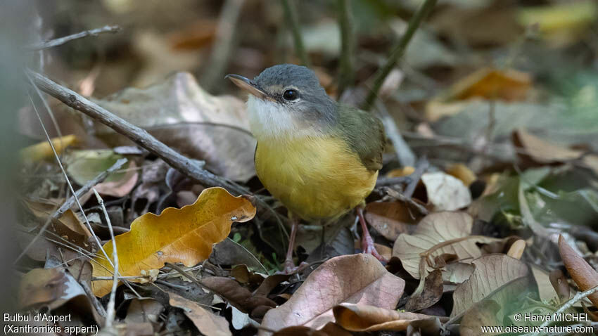 Bulbul d'Appertadulte