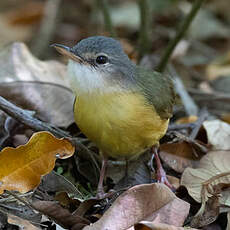 Bulbul d'Appert