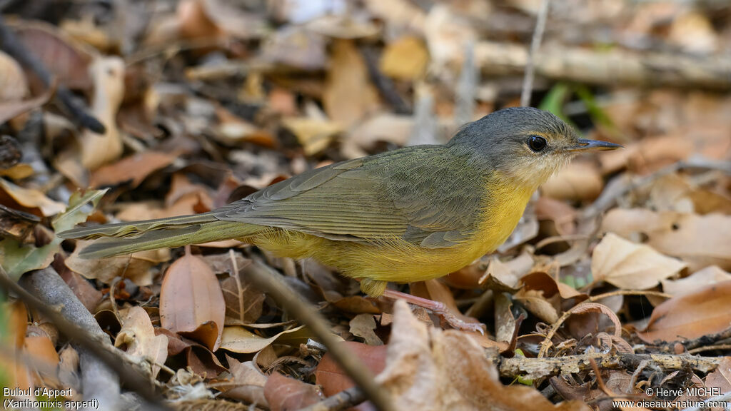 Appert's Tetraka