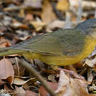 Bulbul d'Appert
