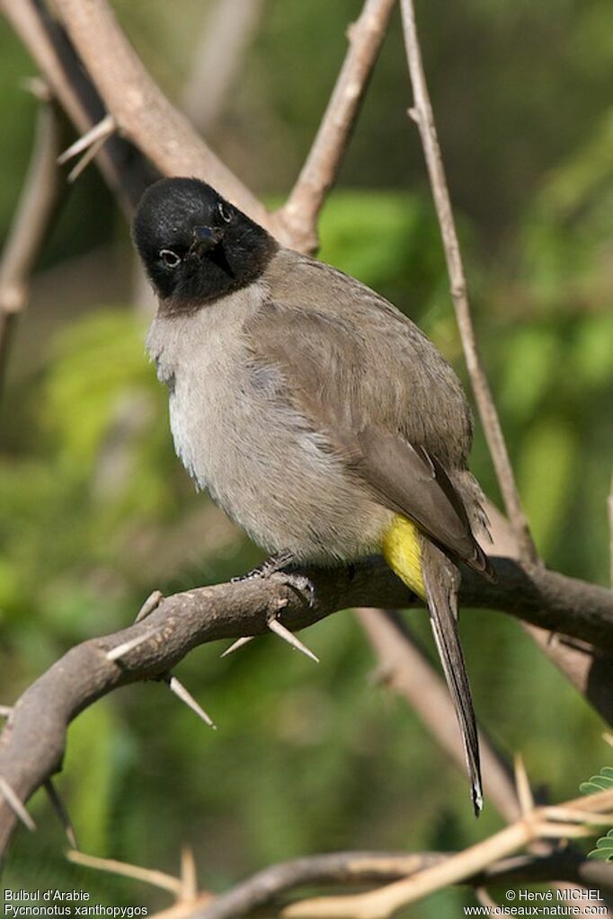 Bulbul d'Arabieadulte, identification