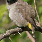 Bulbul d'Arabie