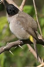 Bulbul d'Arabie