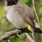 Bulbul d'Arabie