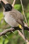 Bulbul d'Arabie