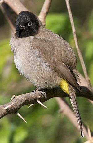 Bulbul d'Arabie