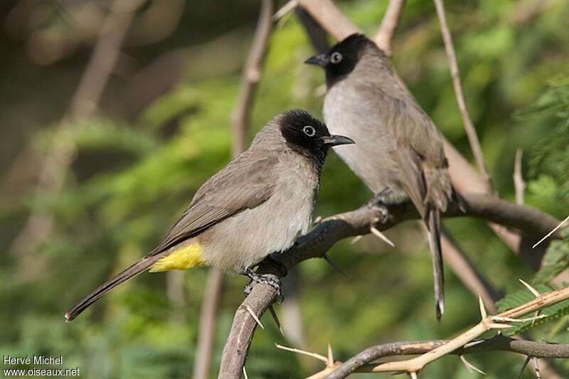 White-spectacled Bulbuladult