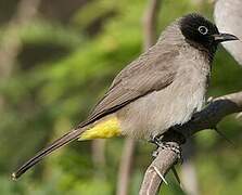 Bulbul d'Arabie