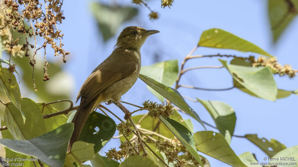 Buff-vented Bulbul