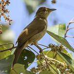 Bulbul d'Oberholser