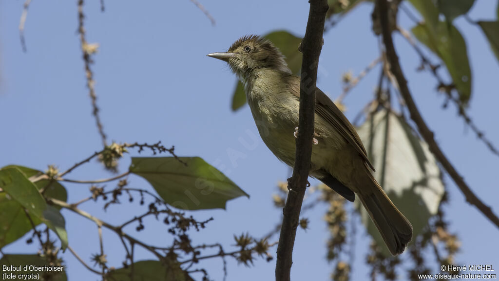 Bulbul d'Oberholseradulte, identification