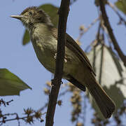 Buff-vented Bulbul