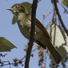 Bulbul d'Oberholser