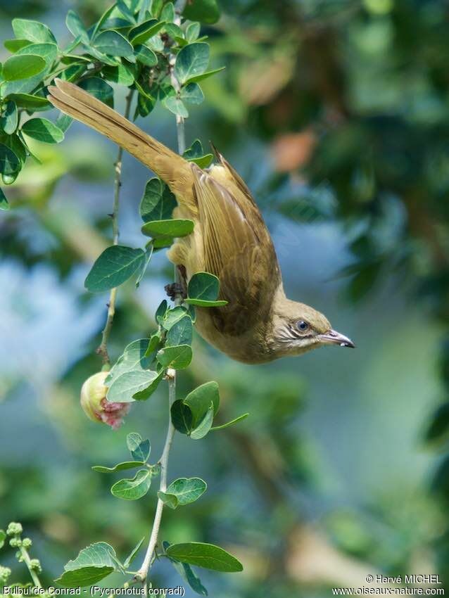 Bulbul de Conrad