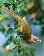 Streak-eared Bulbul