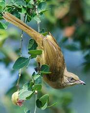 Bulbul de Conrad