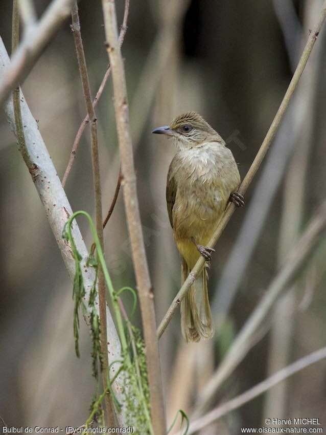 Streak-eared Bulbul