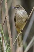 Streak-eared Bulbul