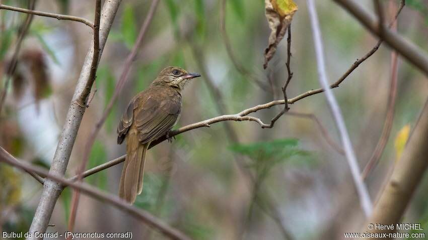 Streak-eared Bulbul