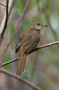 Streak-eared Bulbul