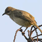 Bulbul de Conrad