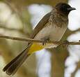 Bulbul de Dodson