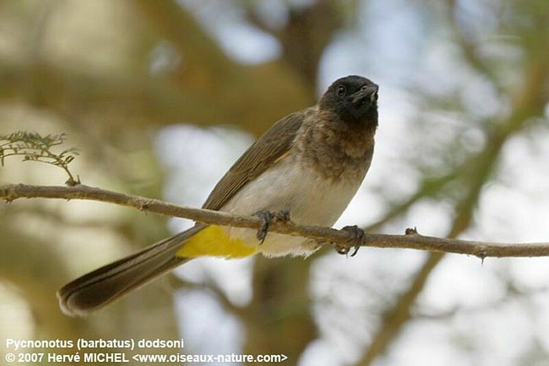 Bulbul de Dodsonadulte