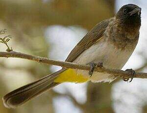 Bulbul de Dodson