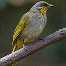 Bulbul de Finlayson