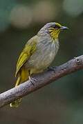 Stripe-throated Bulbul